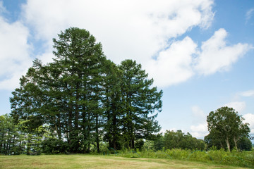 杉と高原の空