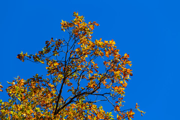 red oak autumn tree on a blue sky background