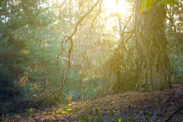 closeup forest in the light ov morning sun