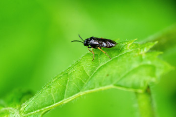 Naklejka premium Insecte