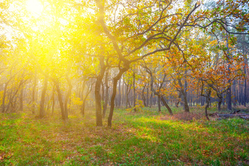 Fototapeta premium beautiful autumn outdoor scene, red forest in a rays of sun