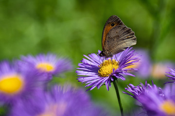 Papillon