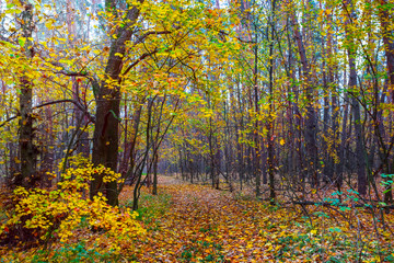 red autumn forest covered by a dry leaves, natural outdoor scene