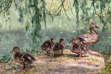 Canard