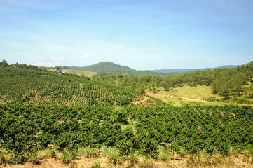 Fototapeta na wymiar Coffee plantations in the vicinity of Dalat, Lam Dong.