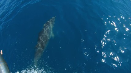 Dolphins swimming in front of boat jumping, Slow Motion.