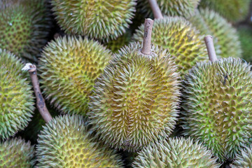 Naklejka na ściany i meble Durian fruit for sell in the local market, island Bali, Indonesia. Closeup