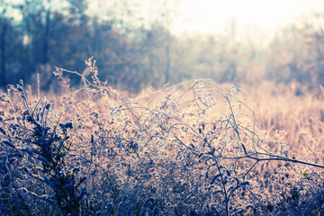 closeup bush in a snow lightened by a sun, early morning winter natural background
