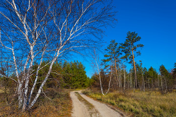 ground road through the birch forest