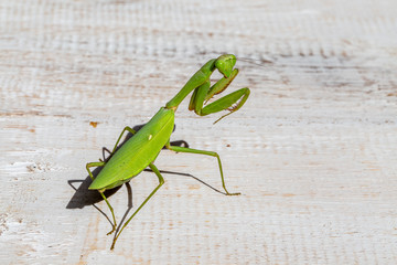 Praying mantis, mantis religiosa , closeup. Island Bali, Indonesia