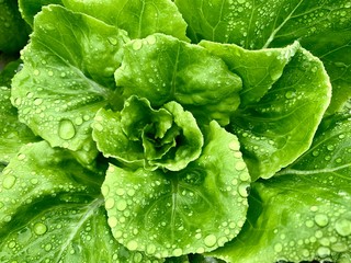 Bottom border of fresh green vegetables salad leaves texture. Close up of healthy lifestyle and dieting background. Selective focus