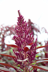 Purple (magenta) garden flowers at daylight, sky on background