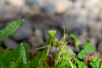 Praying mantis, mantis religiosa in green grass background, close up. Island Bali, Indonesia