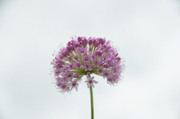 Flowering decorative garlic allium garden plant at sky background