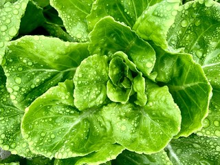 Bottom border of fresh green vegetables salad leaves texture. Close up of healthy lifestyle and dieting background. Selective focus