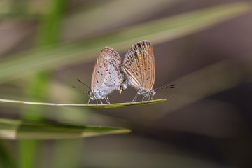 A mating pair of small butterfly, perching on the tip of a green plant, closeup. Indonesia