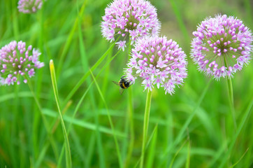 Flowering decorative garlic allium garden plant with bumblebee