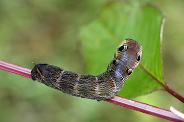 Elephant hawk moth caterpillar