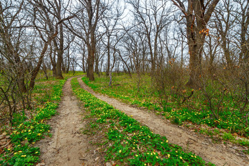 Fototapeta na wymiar The unpaved country road leading through the leafless forest with blossom yellow wildflowers at the early spring time