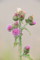 Carduus crispus, the curly plumeless thistle or welted thistle, wild plant from Finland