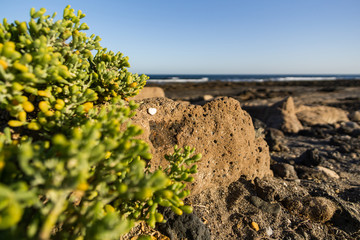 Weißes Steinherz auf einem Stein am Meer