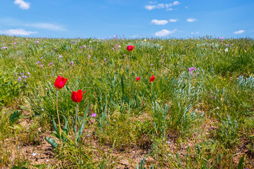 The green grassland with several wild red tulips flower in the daytime