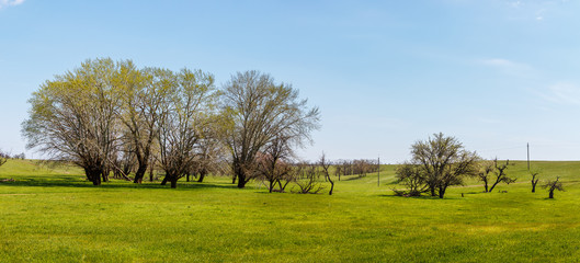 The panoramic view of the cluster of poplar trees among the green springtime meadow in the sunny day