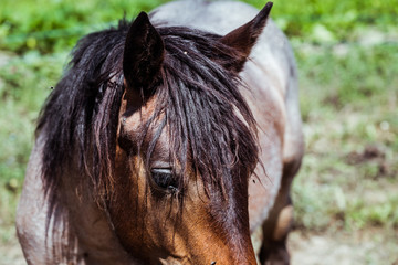 Gros plan sur la face d'un cheval brun