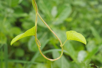 Close-up green leaves shape heart of Devil's Trumpet Plant hang on branch with green nature blurred...