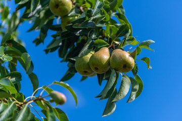 Pears on a pear tree after a  rainstorm