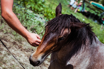 Homme en train de caresser un cheval brun