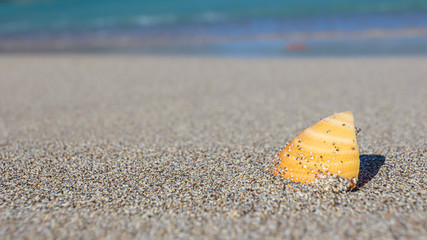 Muschel am Strand