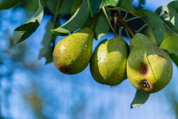 Pears on a pear tree after a  rainstorm