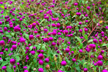 Fototapeta premium field of pink flowers