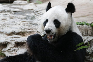 Fototapeta premium Funny Male Giant Panda, Chuang Chuang, Chiangmai Zoo, Thailand