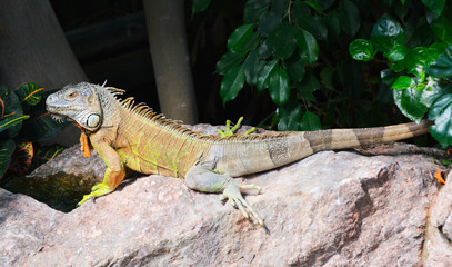 A green iguana standing on a rosck
