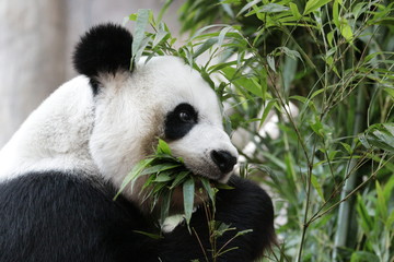 Fototapeta premium Beautiful Female Panda , Lin Hui, Chiangmai Zoo, Thailand