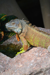 Obraz premium portrait of a green iguana