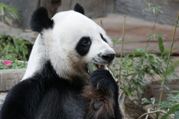 Funny Male Panda in Chiangmai Zoo, Thailand