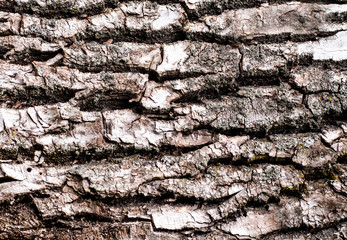 The surface of the bark of an old tree