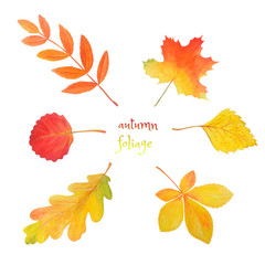 Autumn watercolor set. Bright leaves isolated on white.