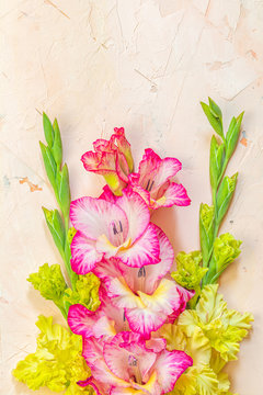 Border frame made of yellow and pink gladiolus on pink concrete background. Pattern of gladiolus with space for your text, holiday greeting card. Valentine's. Flat lay, top view. Frame of flowers