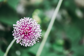 Fleur mauve en forme de pompon dans un jardin