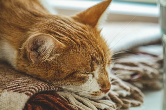 Red and white kitty sleeping in warm wool plaid blanket on a windowsill. Cozy home concept Coloring and processing photo