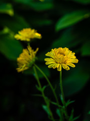 Yellow flower marigold close up.