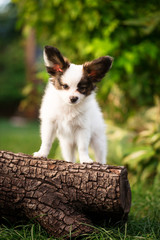 Puppy stands on a log