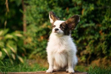 Puppy with long ears