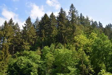 Fototapeta na wymiar Tree tops in forest landscape nature wilderness outdoors