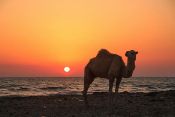 Camel enjoying sunset on beach