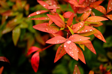 紅い葉と水滴（Red leaves and water drops）